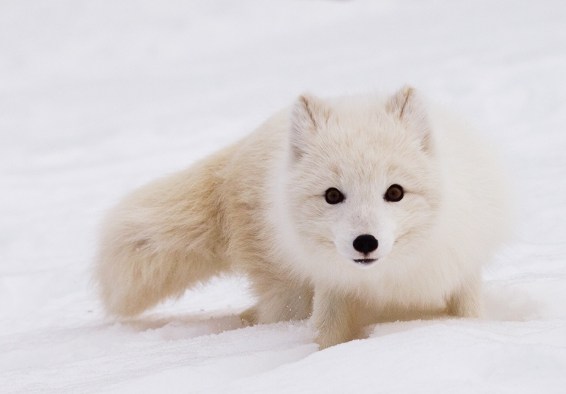 Arctic Fox