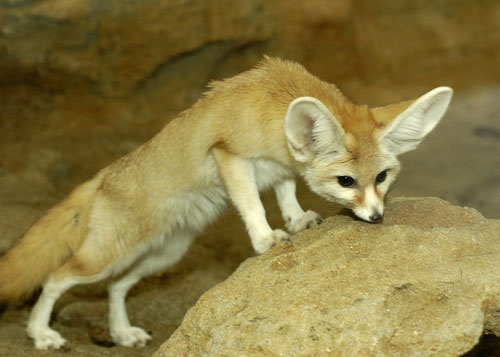 Fennec Fox