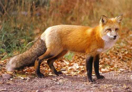 Red Fox